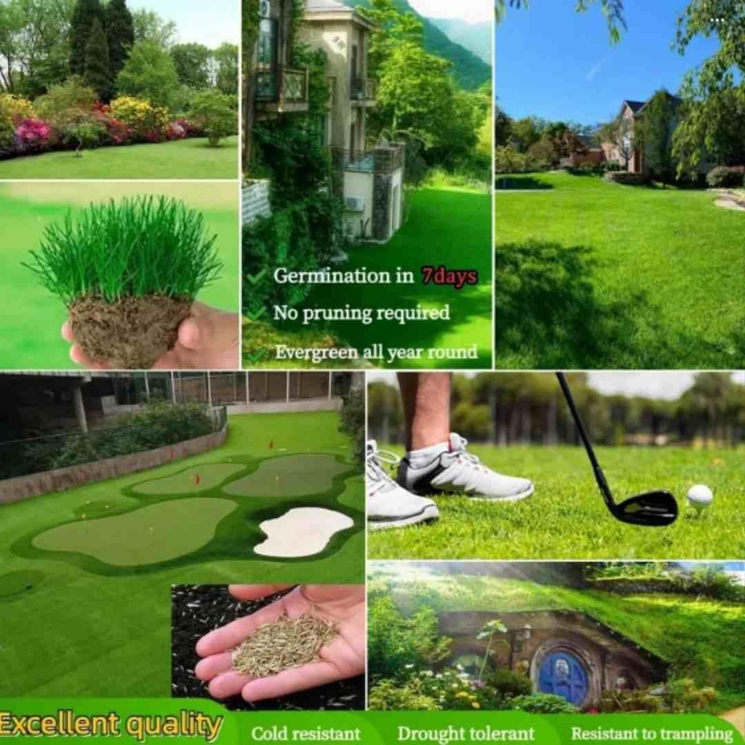Hybrid Lawn Grass Seeds for Home & Farmhouse (Pack of 100+ Seeds)