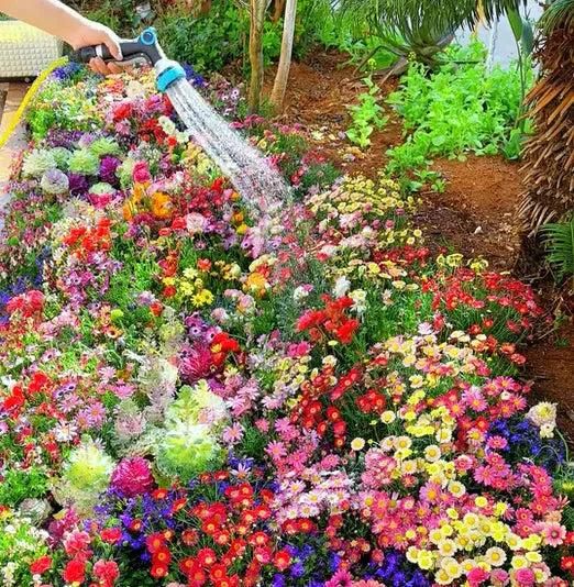 100 Flower Seed Varieties Pack + FREE Plant Growth Supplement!