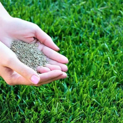 Hybrid Lawn Grass Seeds for Home & Farmhouse (Pack of 100+ Seeds)