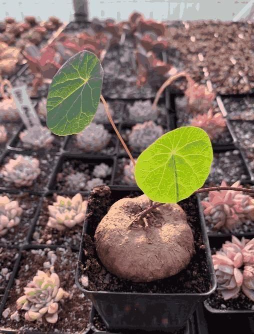 Stephania Erecta Bulb Plant