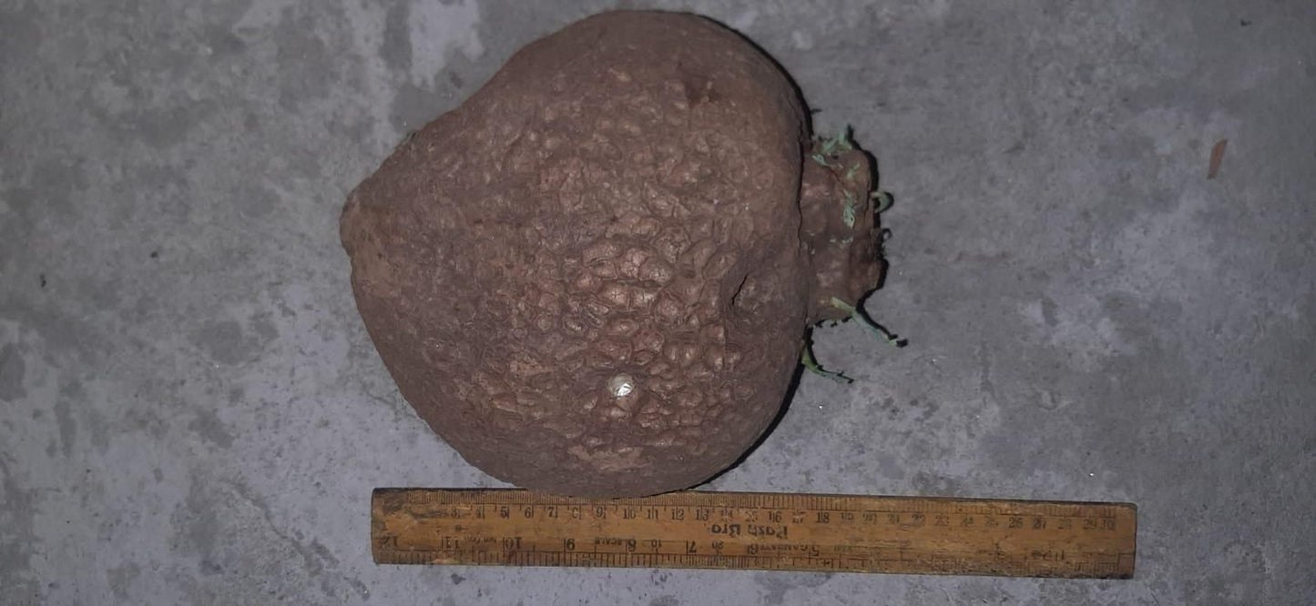 Stephania Erecta Bulb Plant