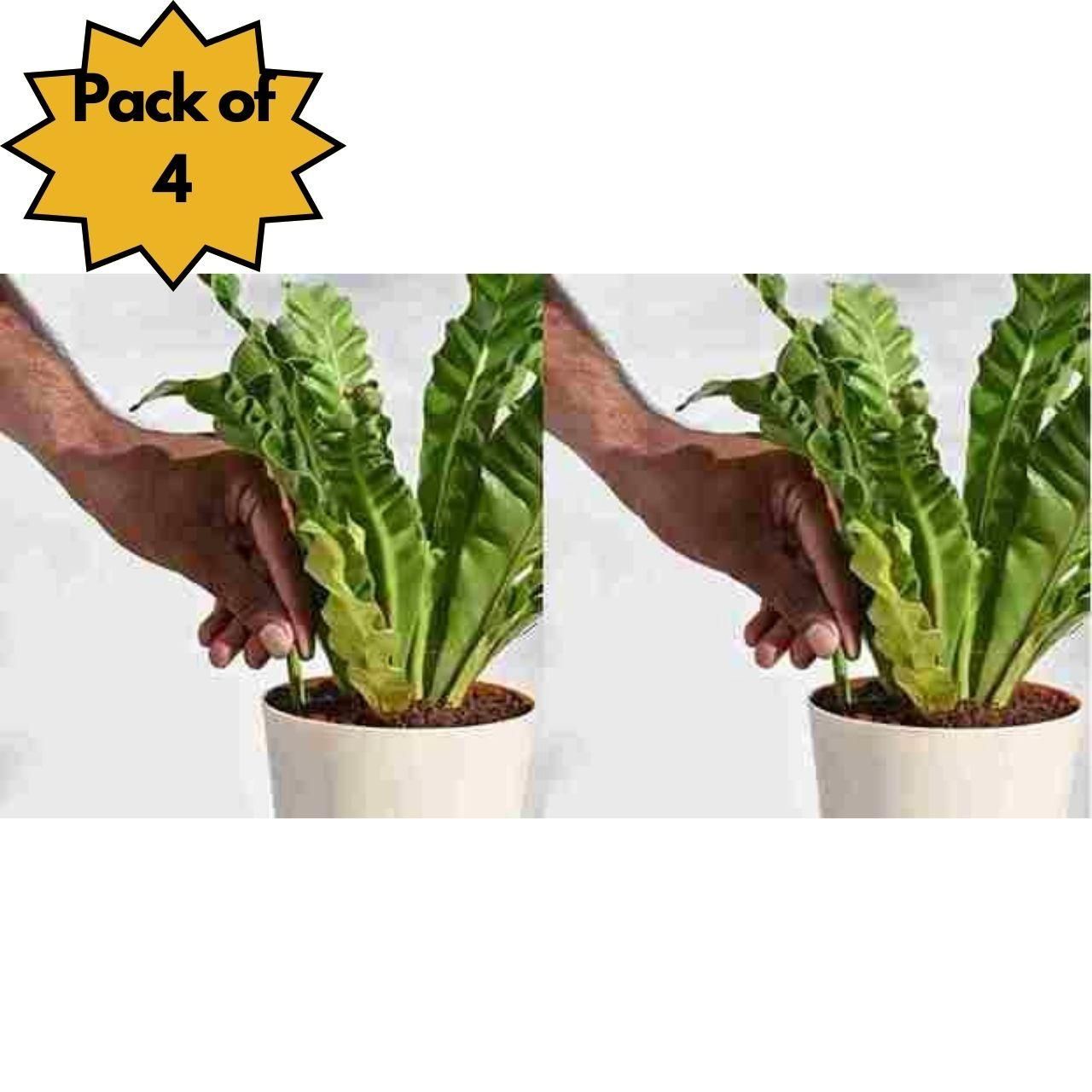 Plant Fertilizer Sticks (Pack of 2 & 4)