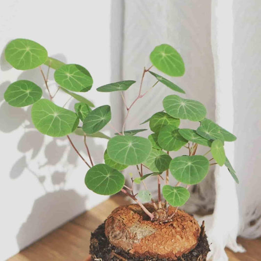 Stephania Erecta Bulb Plant